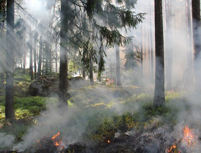 Bosque sufriendo un incendio forestal